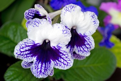 Streptokarpas (Streptocarpus)